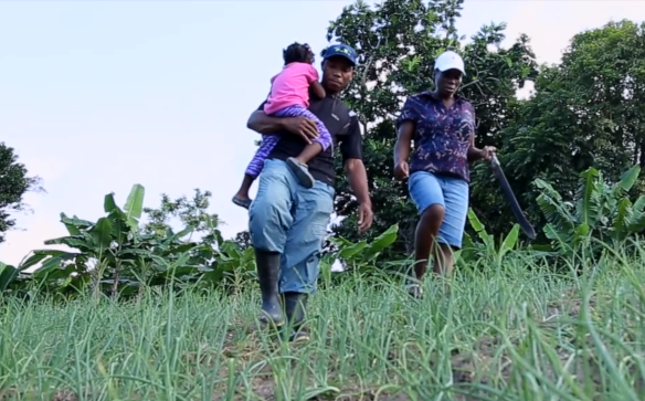 Jamaica: Alton Hall, Motivated Young Farmer