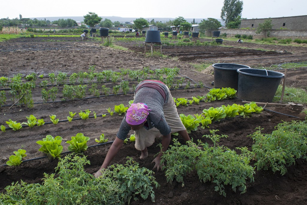 New Project in Ethiopia Funded by Italy Replicates Model of Adaptation Fund-Financed Project in the Country