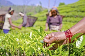 FEATURE: What makes a good proposal for the Adaptation Fund?