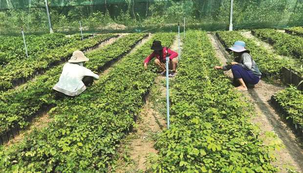 Gulf Times: QFFD signs contribution pact with Adaptation Fund