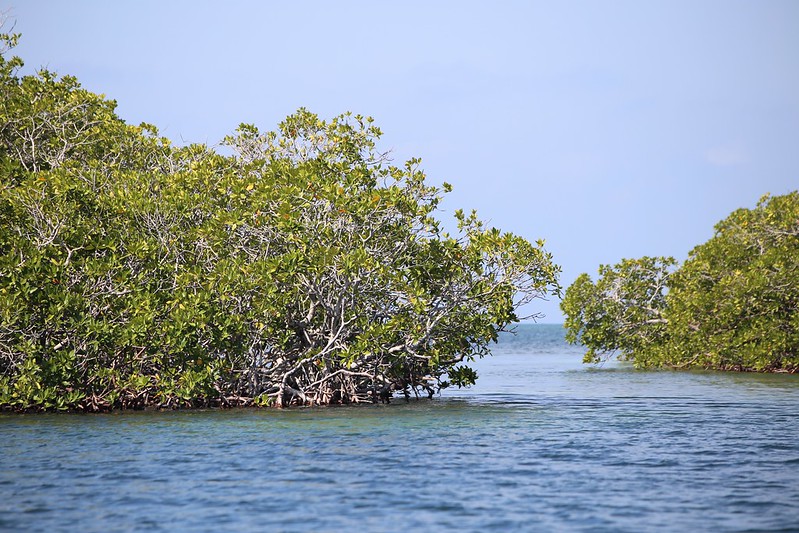 The World Bank: Resilience and Conservation in a Changing Climate-The Case of Belize