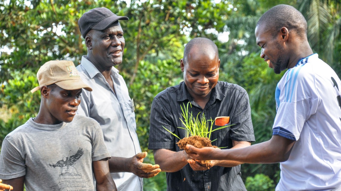 [Cornell Chronicle] $14M Grant to Adapt West African Rice Production to Climate