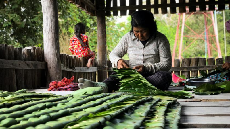 Locals lead adaptation efforts in drought-stricken Cambodian forests
