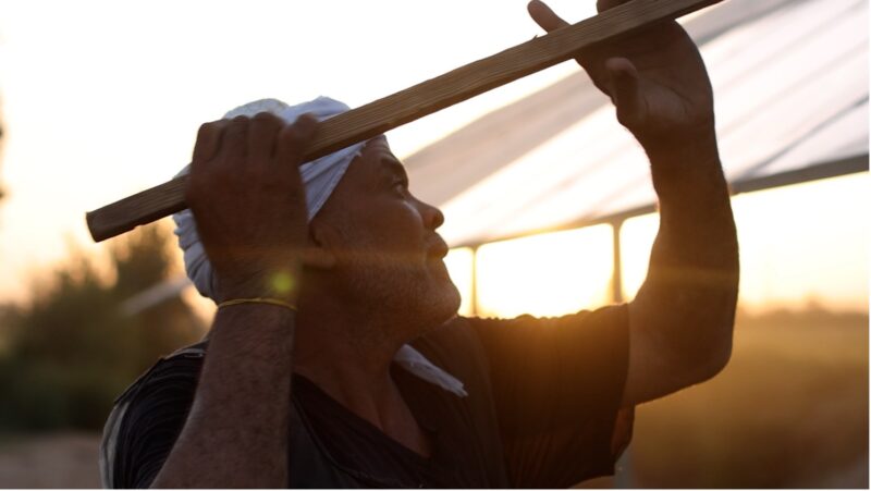 [Project Story] Innovative adaptation project pays off for Upper Egyptian farmers