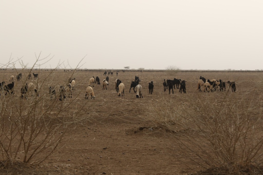 [Project Story] Disaster risk reduction needs to sit at the heart of climate adaptation