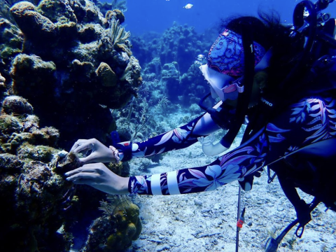 [CDKN] Honduran diver brigades restore coral reefs damaged by hurricanes