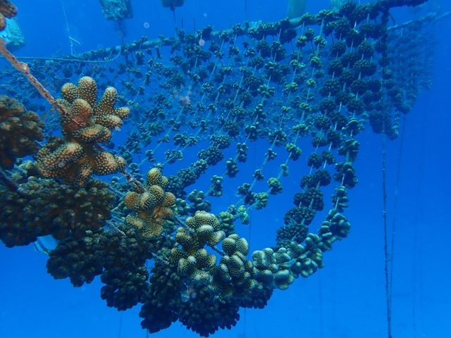 [Nature Seychelles] First regenerative coral aquaculture facility using micro-fragmentation in Africa being built